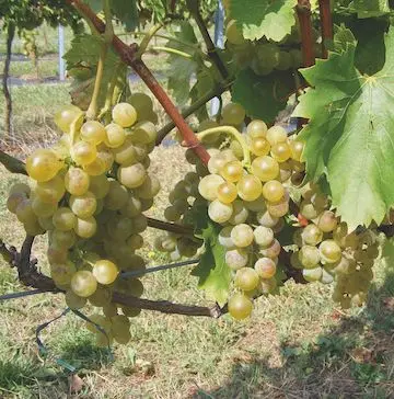 Ister szőlő fehér rezisztens borszőlő